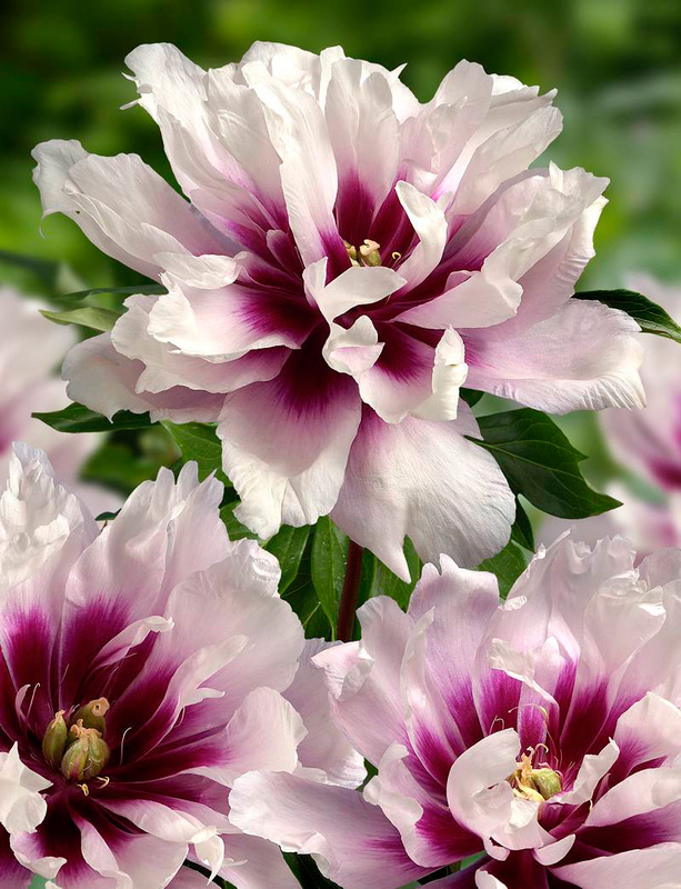 Paeonia Cora Louise