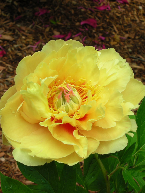 Paeonia Garden Treasure