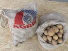 Sėklinės bulvės parduoda