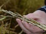 Pavasariniai augimo reguliatoriai rapsams rapsų fomozė