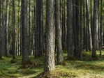 Parama investicijoms į miškininkystės technologijas miškas