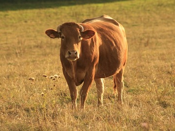 karvė