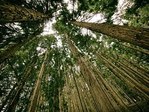 Rudens pradžia – metas planuoti miško veisimą