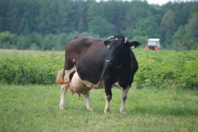 karvė