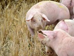 Atsisakantiems auginti kiaules – 100 eurų išmoka Kaulės
