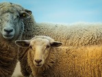 Valstybės pagalba grynaveisliams ūkiniams gyvūnams įsigyti