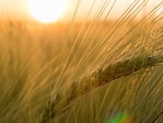 Salyklinių miežių auginimas miežiai