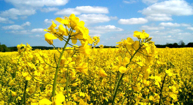 Žieminių rapsų augimo reguliavimas