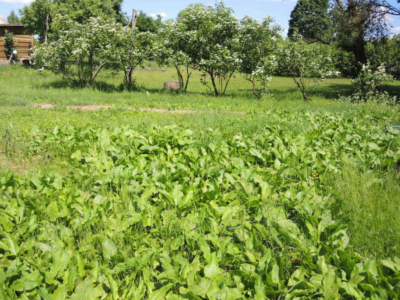 Herbicidai daugiametėms piktžolėms