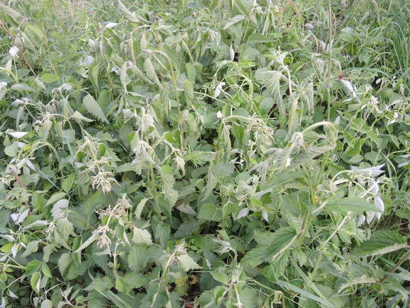 Herbicidai dilgėlėms