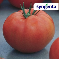 pomidorai Growdena
