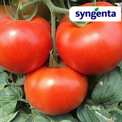 pomidorai Panekra