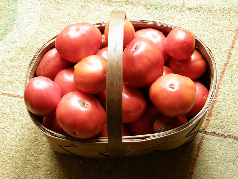 pomidoru auginimas