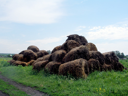 Neapsaugoti apgedę stambieji pašarai