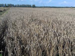 Žieminių kviečių tręšimas