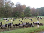 Avių ganykla Heide regione