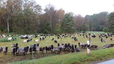 Avių ganykla Heide regione