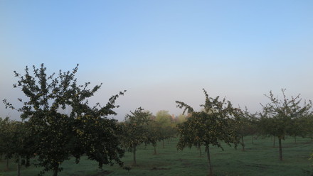 Obelų sodai Normandijoje