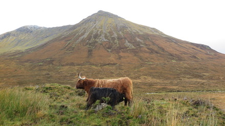 Ilgaplaukė Škotijos karvė