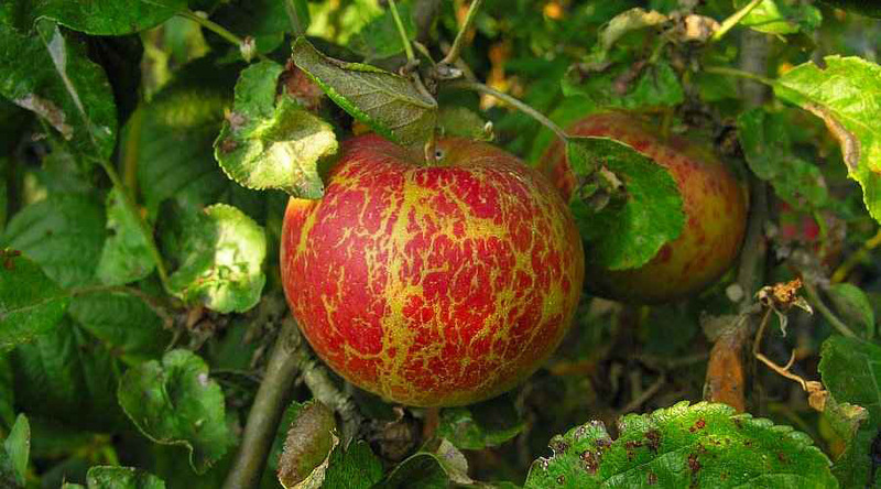 Obelų miltligė