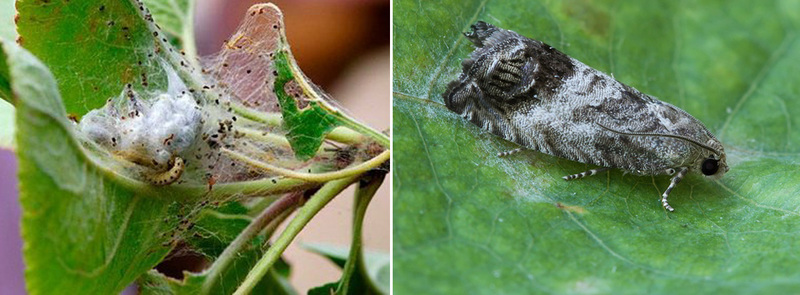 Dešinėje - lapsukis, kairėje- kenkiantis vikšras, įsikūręs voratinkliu sutrauktuose lapuose
