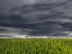 Prasidėjo pasėlių deklaravimas