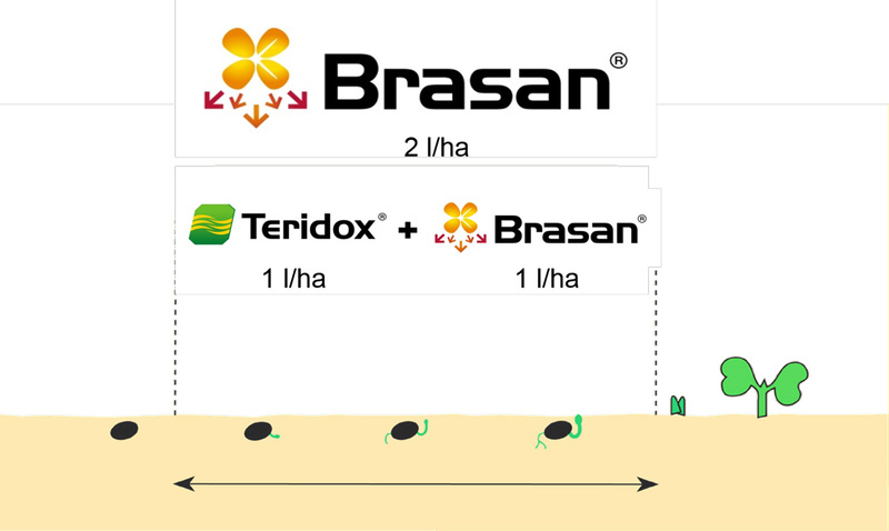 Herbicidai rapsams brasan teridox