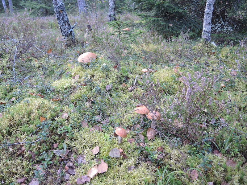 Ankstyvo rudens valgomi grybai