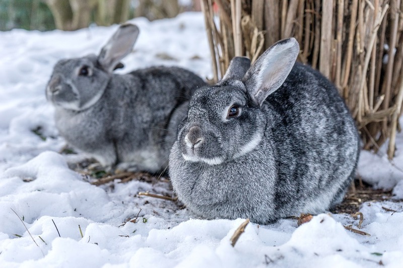 Kaip prižiūrėti naminius gyvūnus žiemą?