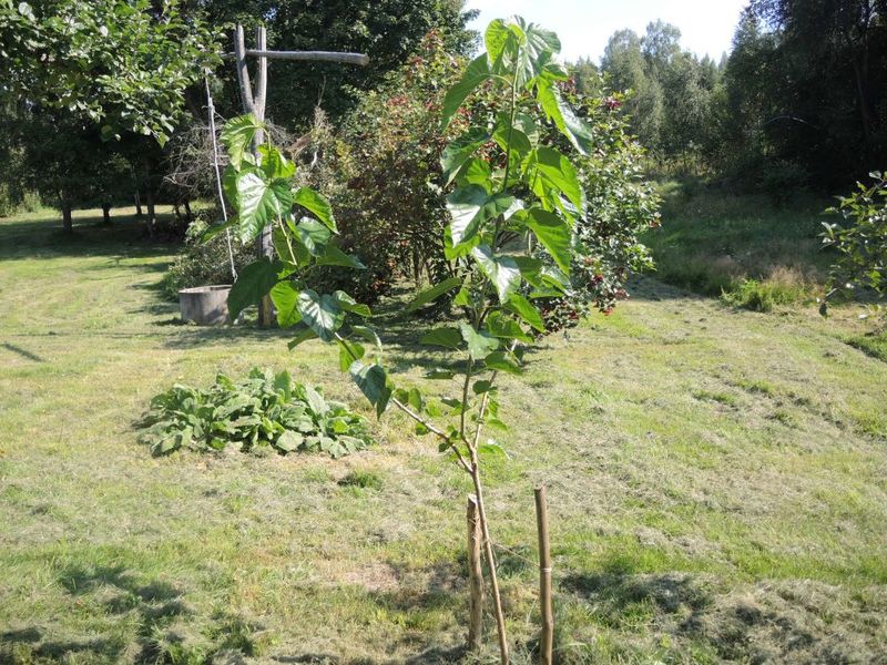 Šilkmedžių auginimas