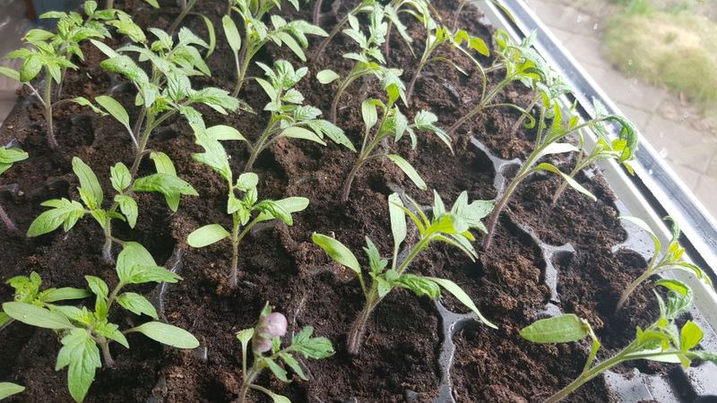Pomidorų daigų auginimas