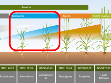 Kas yra augalų augimo reguliatoriai?