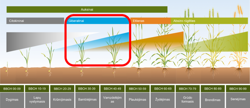 Kas yra augalų augimo reguliatoriai?