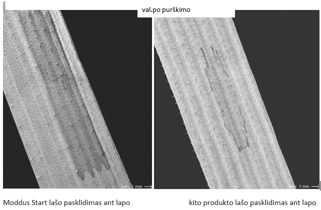 Pasklidimas ant lapo