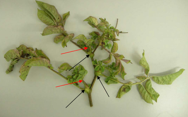 Ca. L. solanacearum užsikrėtusi bulvė