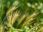 Aktualūs taisyklių pakeitimai ekologiškai ūkininkaujantiems