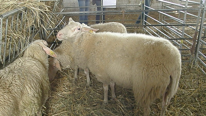 Avių auginimas