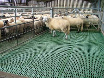 Avių fermos įrengimas