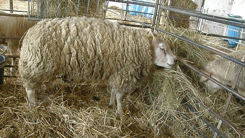 avių veislė Tekseliai