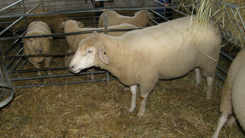 Avių veislė Vokietijos Merinosai