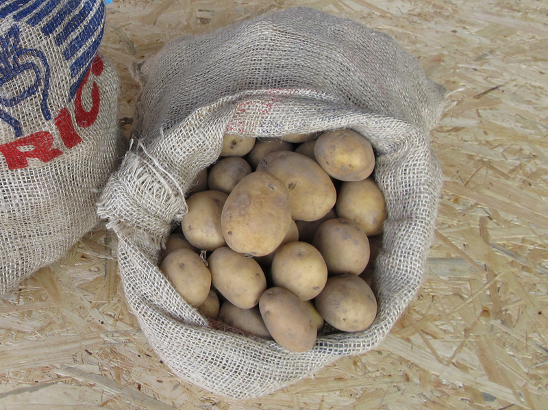 Bulvių sodinimas