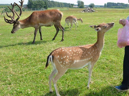 Danielių šėrimas