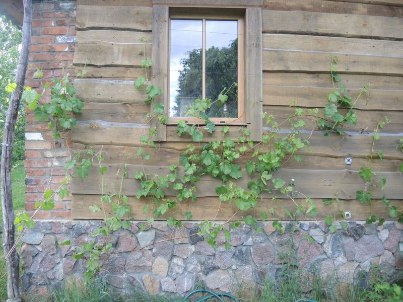 Pavasarinis vynuogių genėjimas