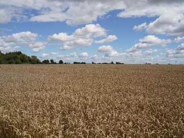 Žieminių kviečių auginimas