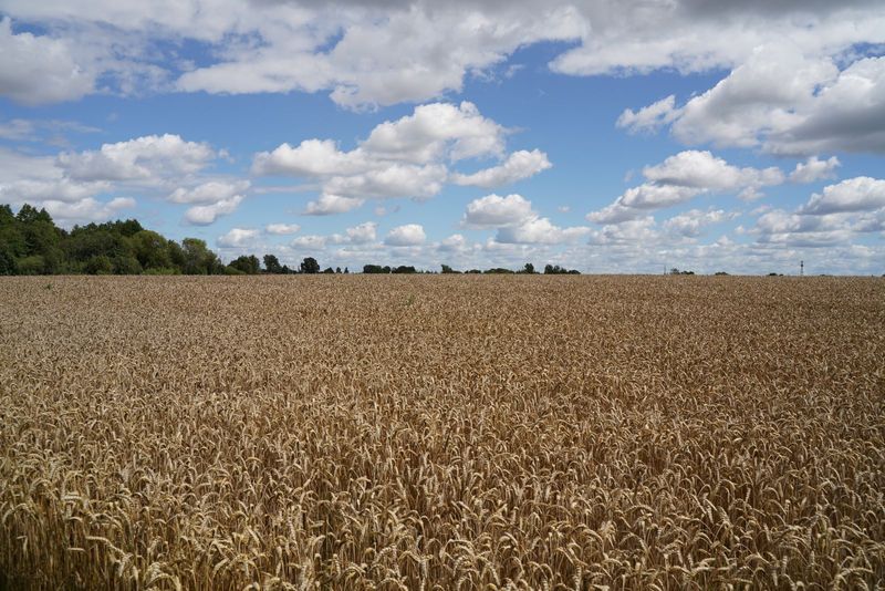 Žieminių kviečių auginimas