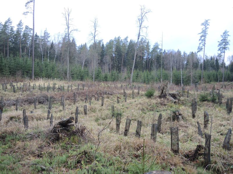 Miško sodmenų apsauga nuo žverių