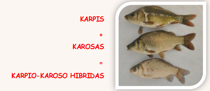 Karpio ir karoso hibrido mailius