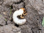 Grambuolių lervų ir kurklių naikinimas nematodais Grambuolių naikinimas