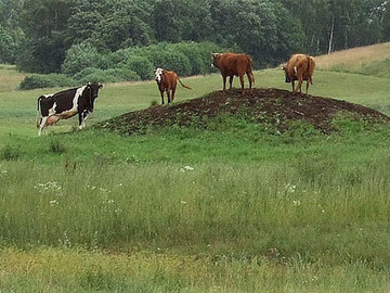 Galvijų veislių kodai