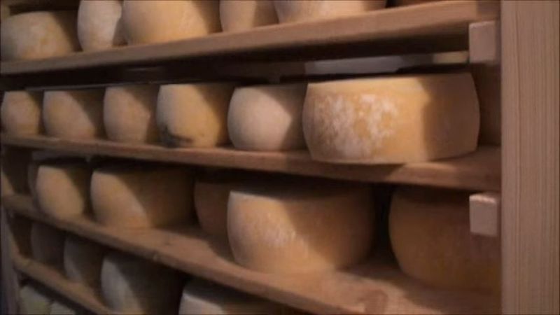 kieto sūrio brandinimas